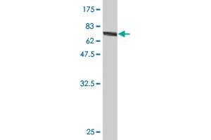 Western Blot detection against Immunogen (78. (GSDMD anticorps  (AA 1-484))