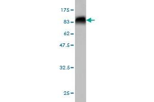Western Blot detection against Immunogen (76. (MKNK1 anticorps  (AA 1-465))