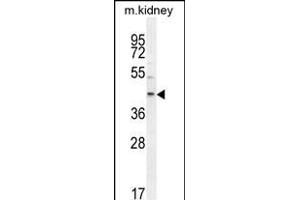 E2F2 Antibody (Center) (ABIN654438 and ABIN2844173) western blot analysis in mouse kidney tissue lysates (35 μg/lane). (E2F2 anticorps  (AA 258-286))