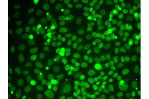 Immunofluorescence analysis of HeLa cells using LMNB1 antibody (ABIN5970980). (Lamin B1 anticorps)