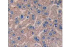 IHC-P analysis of Mouse Tissue, with DAB staining. (C4B anticorps  (AA 678-753))