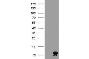 Image no. 1 for anti-FXYD Domain Containing Ion Transport Regulator 3 (FXYD3) antibody (ABIN1498343) (FXYD3 anticorps)