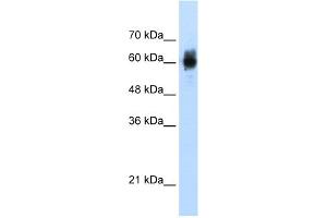 WB Suggested Anti-NRF1 Antibody Titration:  1. (NRF1 anticorps  (C-Term))