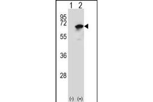 Western blot analysis of NARS (arrow) using rabbit polyclonal NARS Antibody (N-term) (ABIN655041 and ABIN2844672). (NARS anticorps  (N-Term))