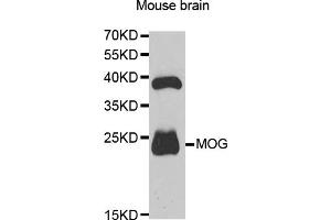 Western blot analysis of extracts of mouse brain, using MOG antibody. (MOG anticorps)