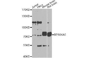Western blot analysis of extracts of various cell lines, using RPS6KA5 Antibody (ABIN1876900) at 1:1000 dilution. (MSK1 anticorps)