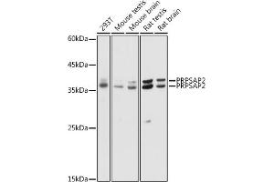 Western blot analysis of extracts of various cell lines, using PRPS antibody (ABIN7269365) at 1:1000 dilution. (PRPSAP2 anticorps  (AA 1-90))