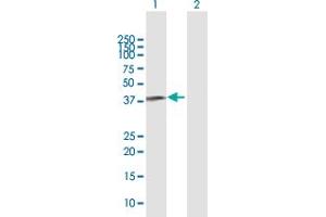 Western Blot analysis of FBXL8 expression in transfected 293T cell line by FBXL8 MaxPab polyclonal antibody.