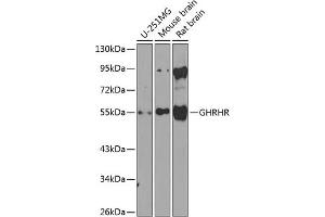 Western blot analysis of extracts of various cell lines, using GHRHR antibody (ABIN6127953, ABIN6141077, ABIN6141078 and ABIN6224478) at 1:1000 dilution. (GHRHR anticorps  (AA 1-130))