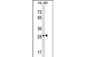 CGREF1 Antibody (C-term) (ABIN1536970 and ABIN2849467) western blot analysis in HL-60 cell line lysates (35 μg/lane). (CGREF1 anticorps  (C-Term))