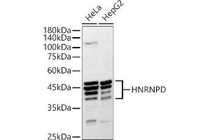 Western blot analysis of extracts of various cell lines, using HNRNPD antibody (ABIN7267632) at 1:1000 dilution. (HNRNPD/AUF1 anticorps  (AA 1-306))
