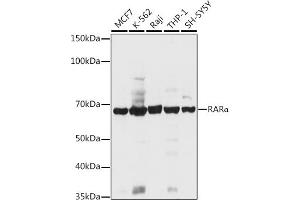 Western blot analysis of extracts of various cell lines, using RARα antibody (ABIN6128615, ABIN6146692, ABIN6146695 and ABIN6213825) at 1:1000 dilution.