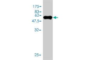 Western Blot detection against Immunogen (52.