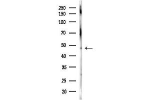 Western blot analysis of lysates from Mouse lung, using SEPHS2 Antibody at 1/1000 dilution.