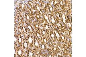 Immunohistochemistry of paraffin-embedded mouse stomach using ERp19 Rabbit mAb (ABIN7270799) at dilution of 1:200 (40x lens).