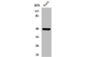 Western Blot analysis of HuvEc cells using GPR19 Polyclonal Antibody (GPR19 anticorps  (C-Term))