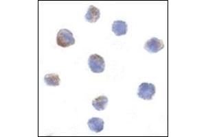 Immunocytochemistry of Parc in Daudi cells with this product at 1 μg/ml.