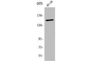 Western Blot analysis of HT29 cells using USP42 Polyclonal Antibody