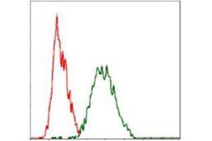 Flow cytometric analysis of Hela cells using RAF1 mouse mAb (green) and negative control (red). (RAF1 anticorps)