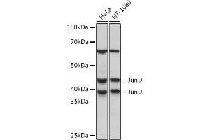 Western blot analysis of extracts of various cell lines, using JunD Rabbit mAb (ABIN7268050) at 1:1000 dilution. (JunD anticorps)