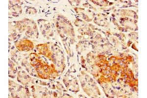 IHC image of ABIN7165254 diluted at 1:300 and staining in paraffin-embedded human pancreatic tissue performed on a Leica BondTM system. (DLK1 anticorps  (AA 24-303))
