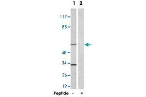 Western blot analysis of extracts from 293 cells, using TRAF3IP3 polyclonal antibody . (TRAF3IP3 anticorps)