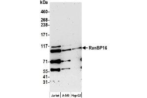 Western Blotting (WB) image for anti-Exportin 7 (XPO7) (AA 1-50) antibody (ABIN7452835)