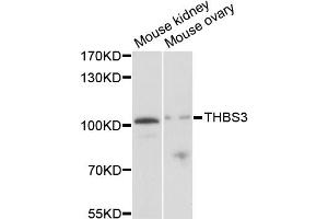 Western blot analysis of extracts of various cell lines, using THBS3 antibody (ABIN1875090) at 1:1000 dilution. (THBS3 anticorps)