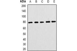 Western blot analysis of FBL5 expression in HEK293T (A), mouse brain (B), mouse lung (C), rat testis (D), rat lung (E) whole cell lysates.
