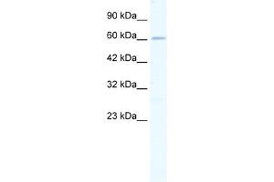 WB Suggested Anti-ZNF79 Antibody   Titration: 0. (ZNF79 anticorps  (N-Term))