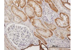 Immunoperoxidase of purified MaxPab antibody to CDH16 on formalin-fixed paraffin-embedded human kidney. (Cadherin-16 anticorps  (AA 1-829))