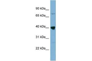 WB Suggested Anti-WDR55 Antibody Titration: 0. (WDR55 anticorps  (Middle Region))