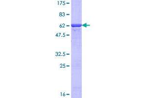 Image no. 1 for Aflatoxin Beta1 Aldehyde Reductase (AKR7A2) (AA 1-330) protein (GST tag) (ABIN1344772)
