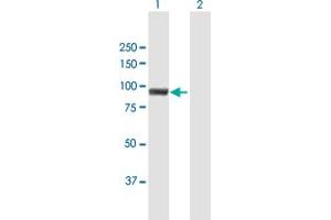 Western Blot analysis of MUM1 expression in transfected 293T cell line by MUM1 MaxPab polyclonal antibody. (MUM1 anticorps  (AA 1-711))