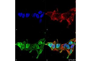 Immunocytochemistry/Immunofluorescence analysis using Mouse Anti-Mitofusin 2 Monoclonal Antibody, Clone S153-5 . (MFN2 anticorps  (AA 370-600) (Biotin))