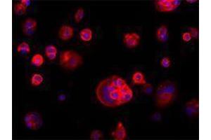 Immunofluorescence (IF) image for anti-Epithelial Cell Adhesion Molecule (EPCAM) antibody (ABIN2664580) (EpCAM anticorps)