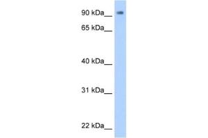 Western Blotting (WB) image for anti-Zinc Finger Protein 408 (ZNF408) antibody (ABIN2461937) (ZNF408 anticorps)