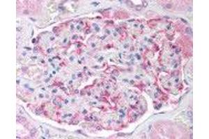 Human Kidney (formalin-fixed, paraffin-embedded) stained with GPX6 antibody ABIN214245 at 10 ug/ml followed by biotinylated anti-mouse IgG secondary antibody ABIN481714, alkaline phosphatase-streptavidin and chromogen. (Glutathione Peroxidase 7 anticorps)