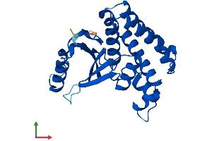 AlphaFold protein structure predicition of Mouse Recombinant Otub2 Protein, UniprotID Q9CQX0
