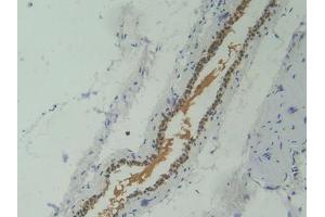 IHC-P analysis of Mouse Skeletal muscle Tissue, with DAB staining. (Corin anticorps  (AA 334-477))