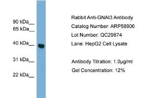 WB Suggested Anti-GNAI3  Antibody Titration: 0. (GNAI3 anticorps  (Middle Region))