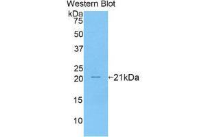 Western Blotting (WB) image for anti-CD27 Molecule (CD27) (AA 19-188) antibody (ABIN1174149) (CD27 anticorps  (AA 19-188))