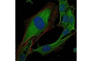 Immunofluorescence analysis of 3T3-L1 cells using CRK mouse mAb (green).