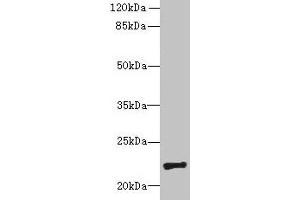 Western blot All lanes: PIGH antibody at 4 μg/mL + Mouse kidney tissue Secondary Goat polyclonal to rabbit IgG at 1/10000 dilution Predicted band size: 22 kDa Observed band size: 22 kDa (PIGH anticorps  (AA 1-188))