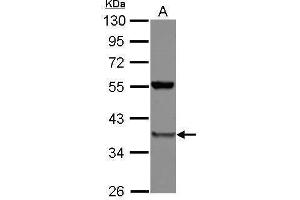 WB Image Sample (30 ug of whole cell lysate) A: A549 10% SDS PAGE antibody diluted at 1:1000 (PSMD8 anticorps)