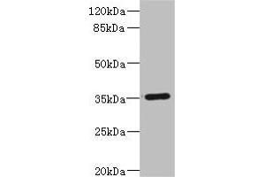Western blot All lanes: FCGR2C antibody IgG at 1. (FCGR2C anticorps  (AA 43-223))