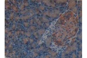 DAB staining on IHC-P; Samples: Rat Pancreas Tissue