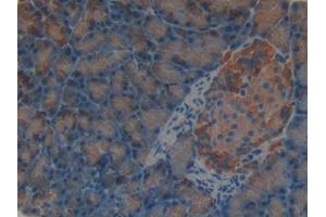 DAB staining on IHC-P; Samples: Rat Pancreas Tissue (SHBG anticorps  (AA 222-358))