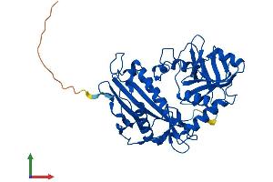 AlphaFold protein structure predicition of Human Recombinant BCAT1 Protein, UniprotID P54687