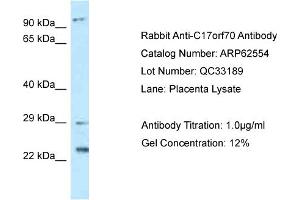 Western Blotting (WB) image for anti-Chromosome 17 Open Reading Frame 70 (C17ORF70) (N-Term) antibody (ABIN2789177) (C17orf70 anticorps  (N-Term))